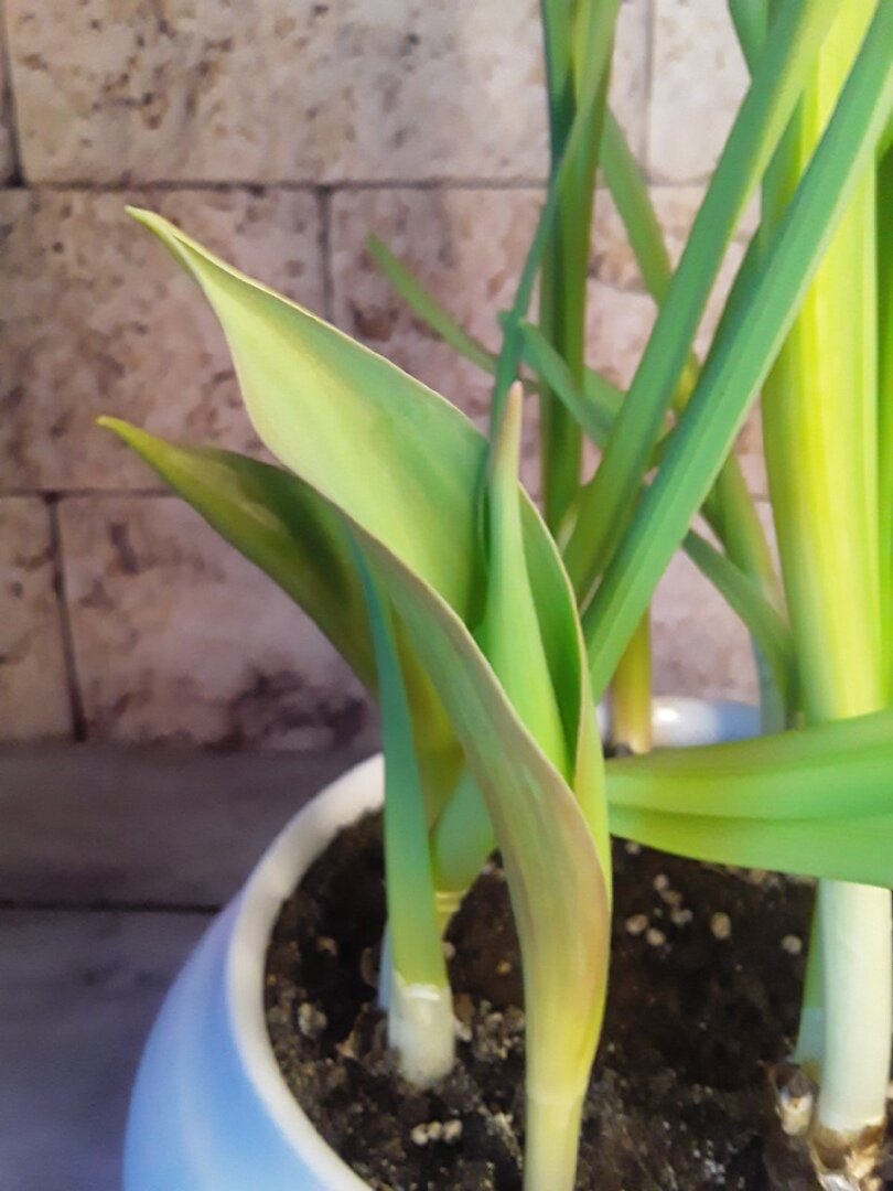 Спустя неделю после холодильника