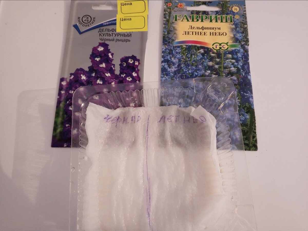 Начало стратификации семян дельфиниумов