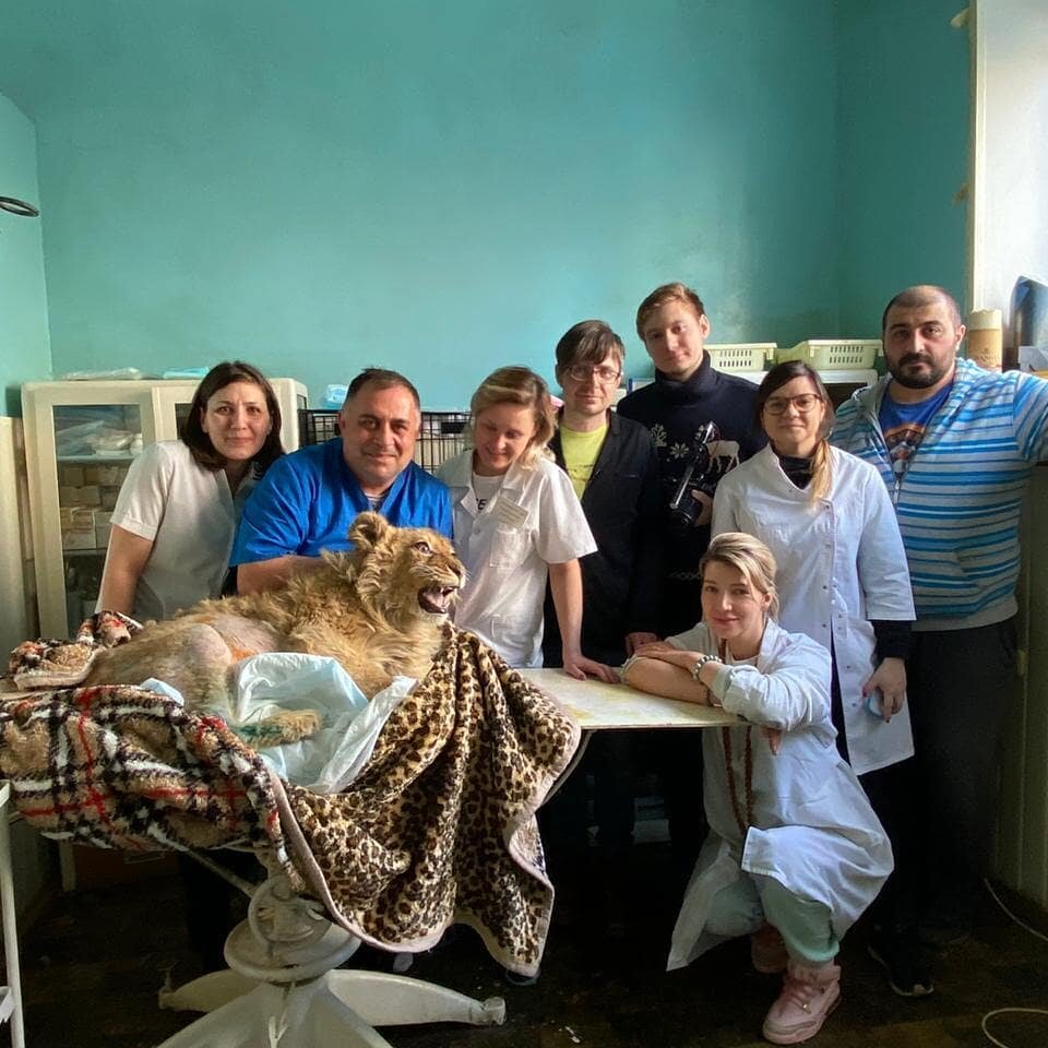 Доктор прооперировал Симбу, и лев пошел на поправку