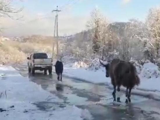     Скриншот видео: t.me/sochigeograf