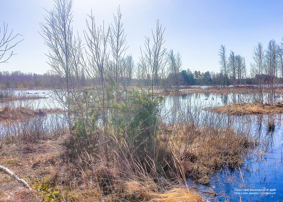 Укрытие для весенней охоты на селезня в процессе постройки.