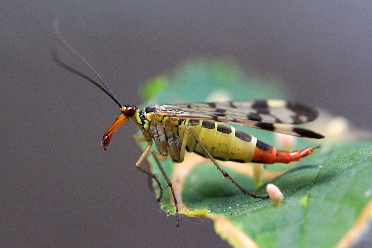 Настоящие скорпионницы или скорпионовые мухи (Panorpidae) – не так страшен  чёрт, как его малюют. | Paleo-end-arthropods (Доисторическая фауна и  членистоногие) | Дзен