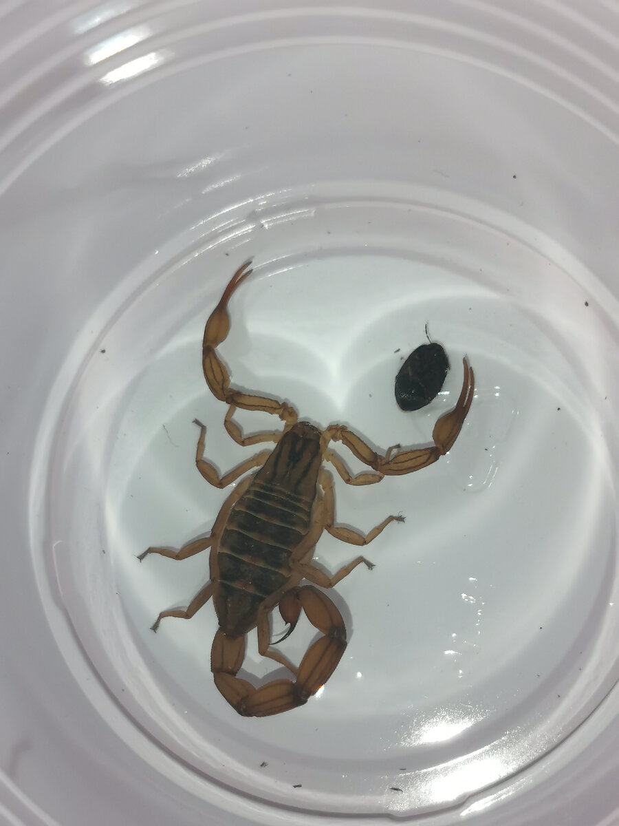 Познакомьтесь, это Хуан