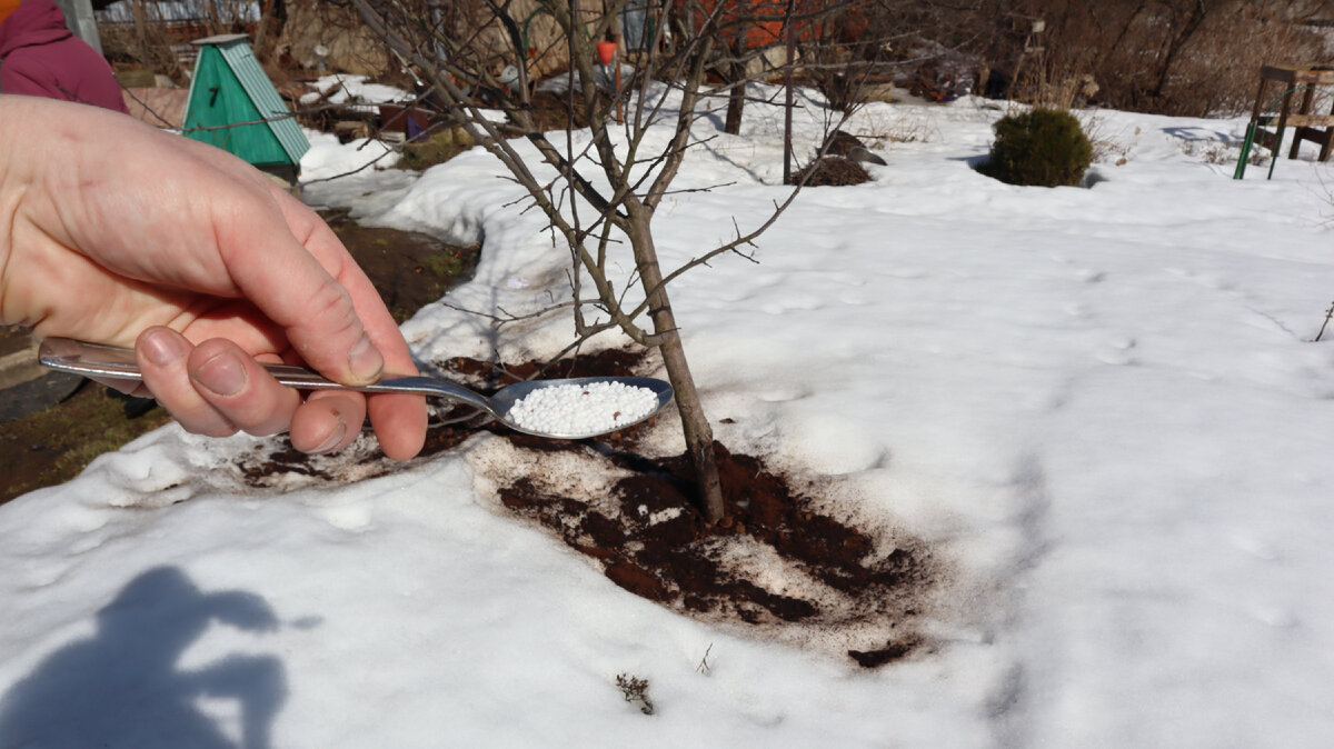 Внесение удобрений по снегу.