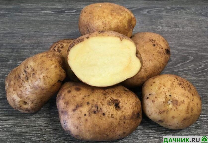 40 сортов картофеля из Белоруссии (белорусской селекции): 195 фото, описание в таблицах, отзывы