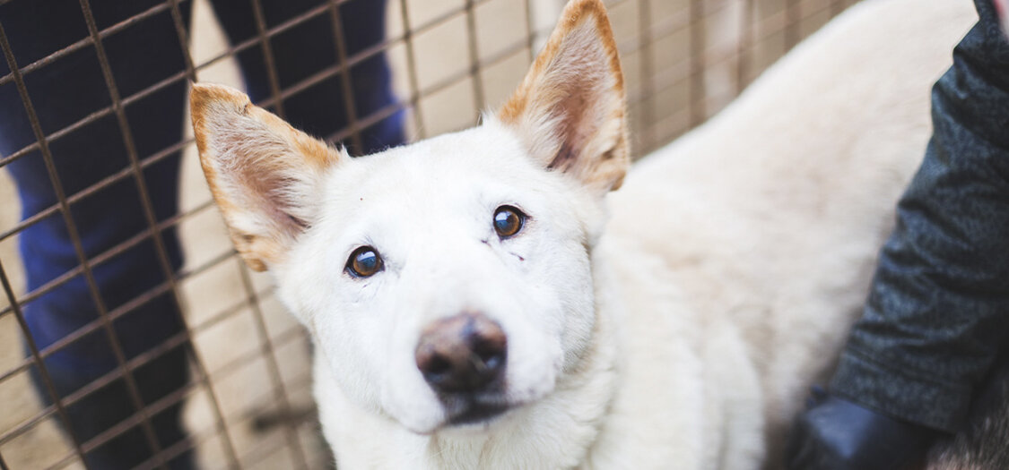 европейская гончая. Rus dogs. сибирская гончая. русдог приют. Rus dogs.