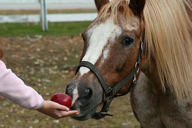 Перед дачей лакомств обязательно спрашивайте у коневладельцев, можно ли сделать это.
