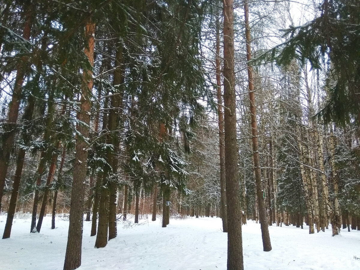 фото автора/зимой в парке Мира