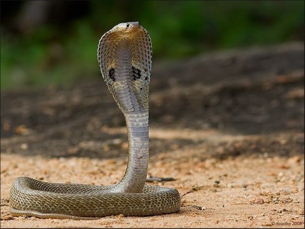Змея серая с черной головой фото