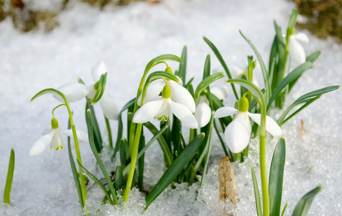 Яндекс картинки