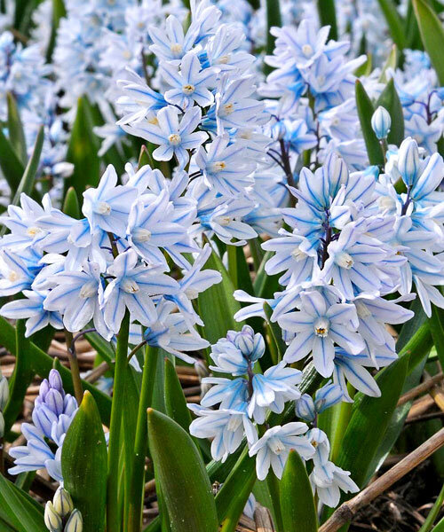    Пушкинияvsesorta.ru