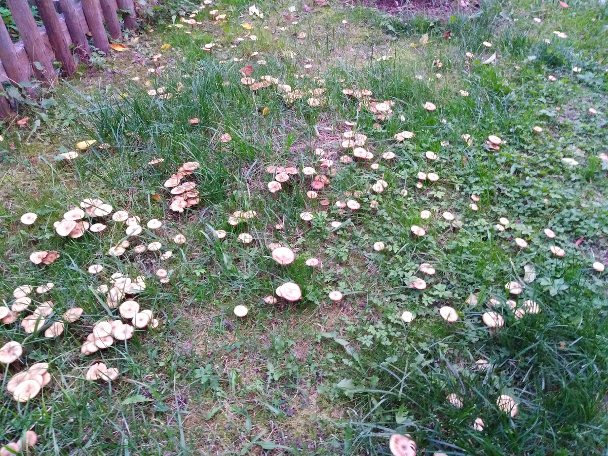 Грибная полянка - место для будущего Готического цветника