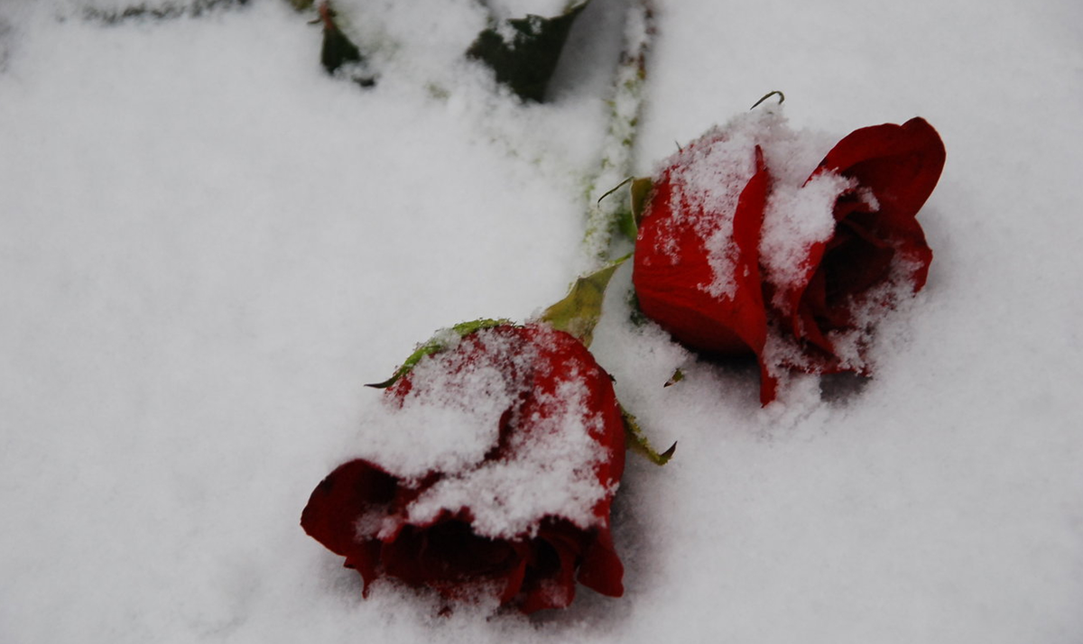 Из открытых источников Яндекс