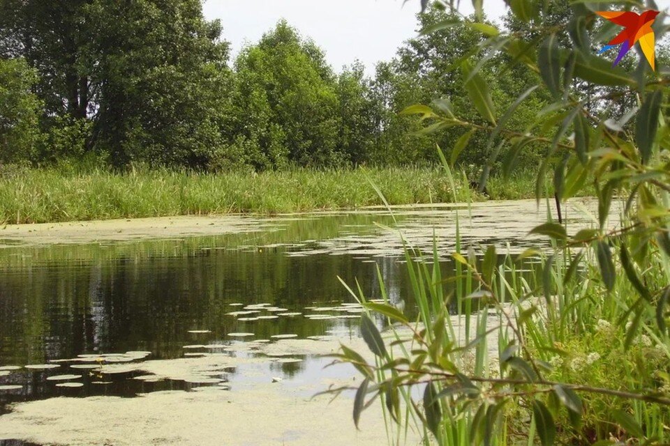     Витебская область вводит запрет на вылов щуки с 9 марта 2023. Снимок используется в качестве иллюстрации. Раиса ЮДИНА