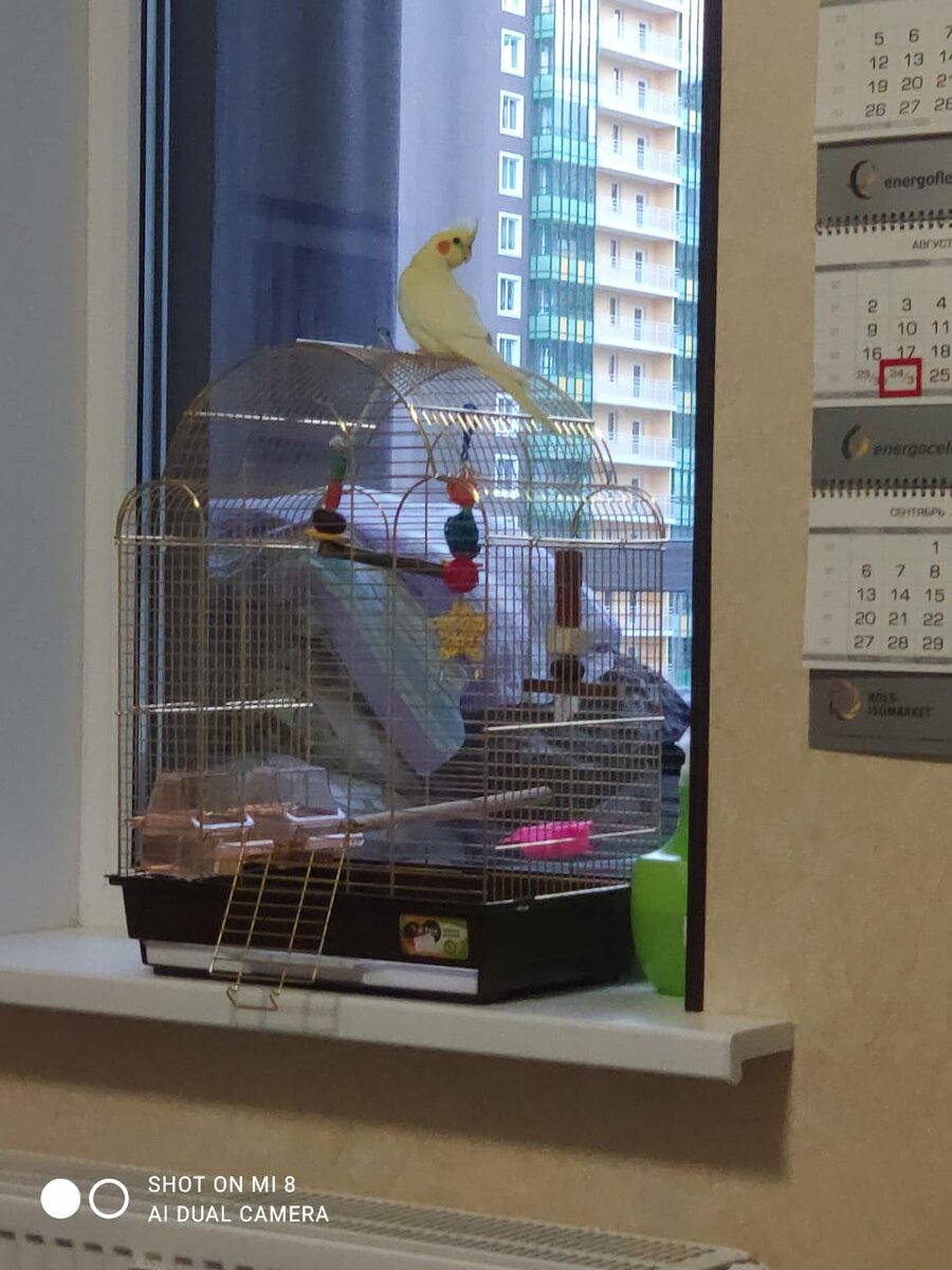 Корелла Гарик