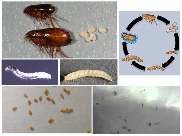 Блохи — маленькие машины смерти | Биореактор | Дзен