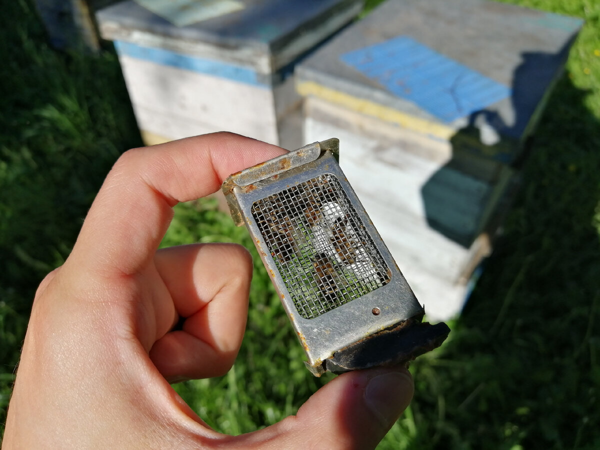 Пчелиная матка