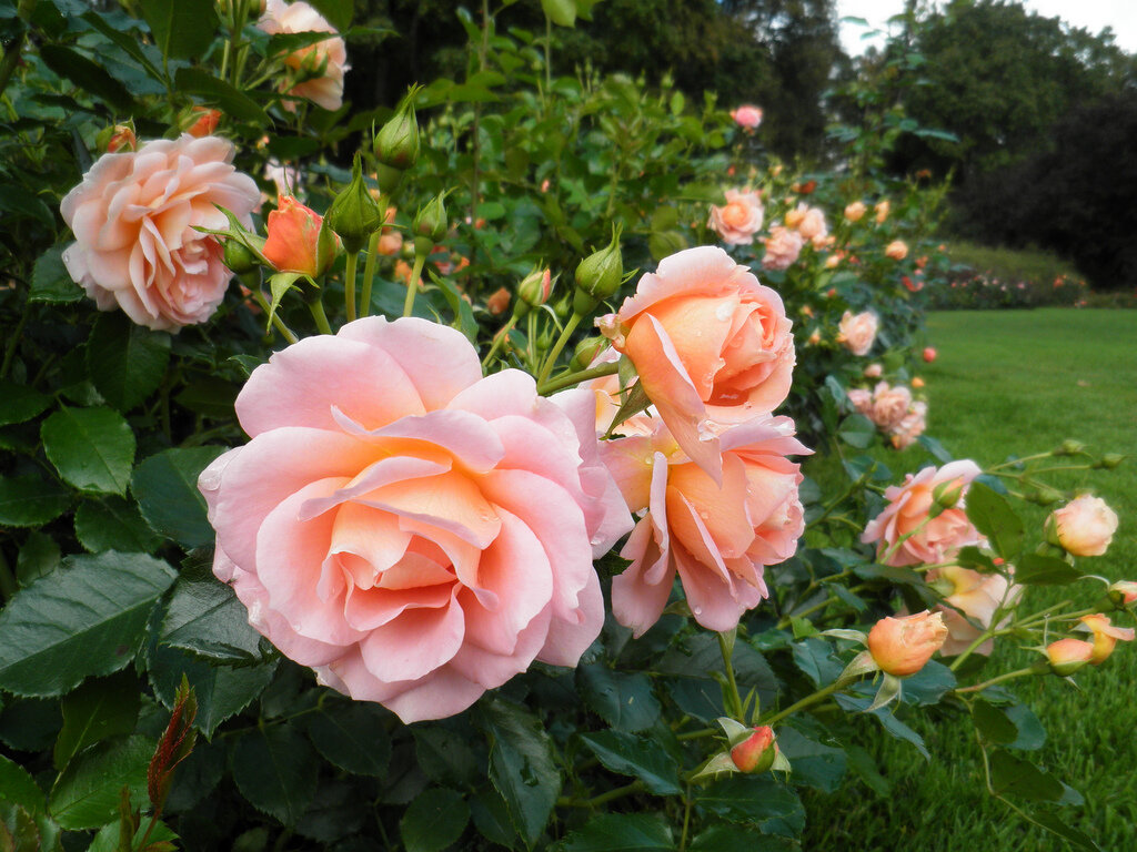 Если у вас ещё нет этих роз, то обязательно посадите несколько кустов. Ухода за ними немного, а красота и аромат будут вас радовать всё лето, до самых морозов!-3