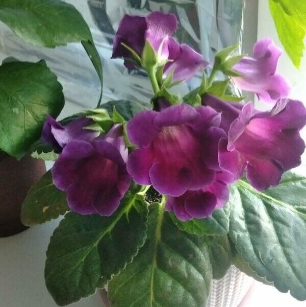 Глоксиния выращенная покупательницей Боевой из Воронежской области