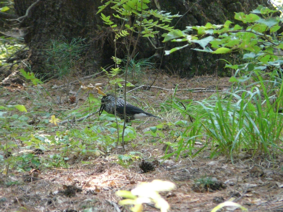 Вот она кедровка, в шишке ковыряется