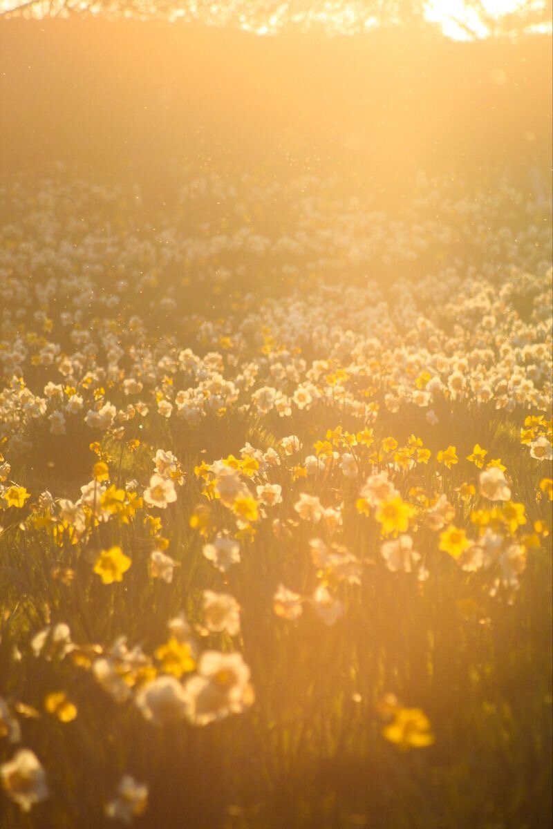 Фотография - ассоциация с ароматом. Фотография взята с просторов интернета. 