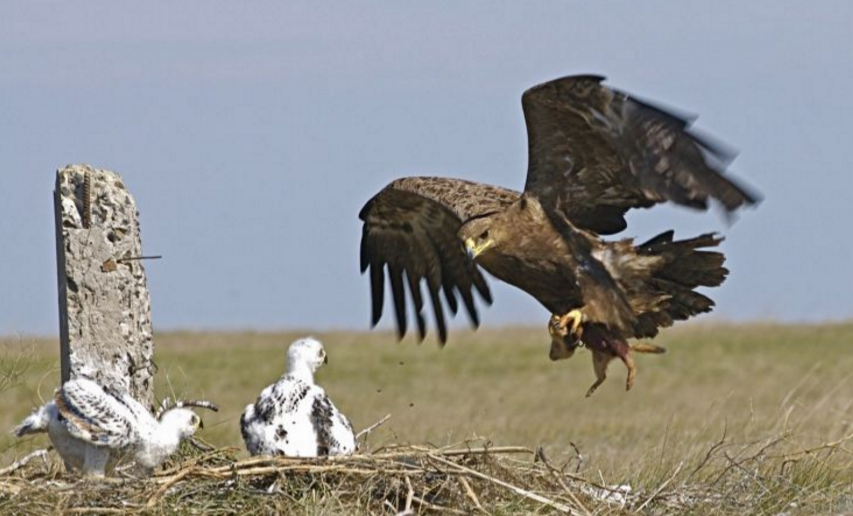 Да начнутся голодные игры! 