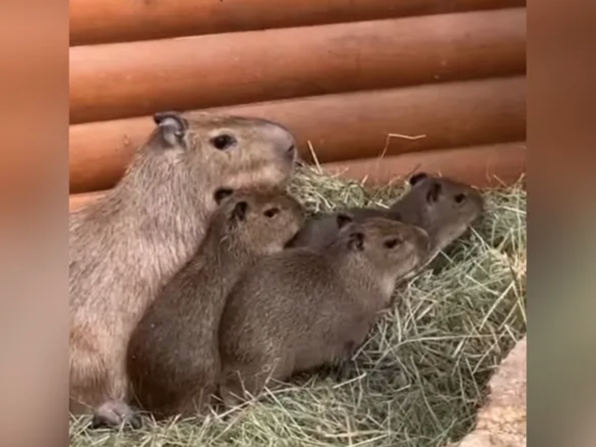 Ленинградский зоопарк / VK