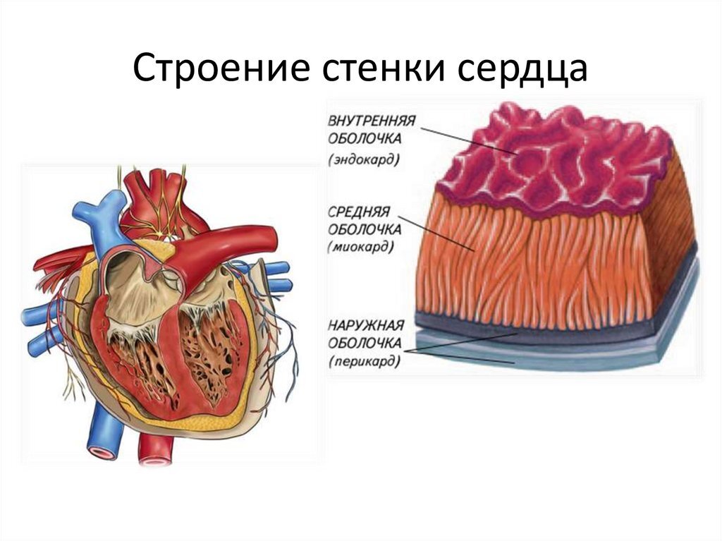 Строение сердечной стенки анатомия