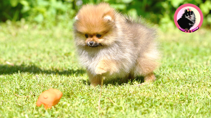 Щенок шпица 🐾 Шпиц Боня