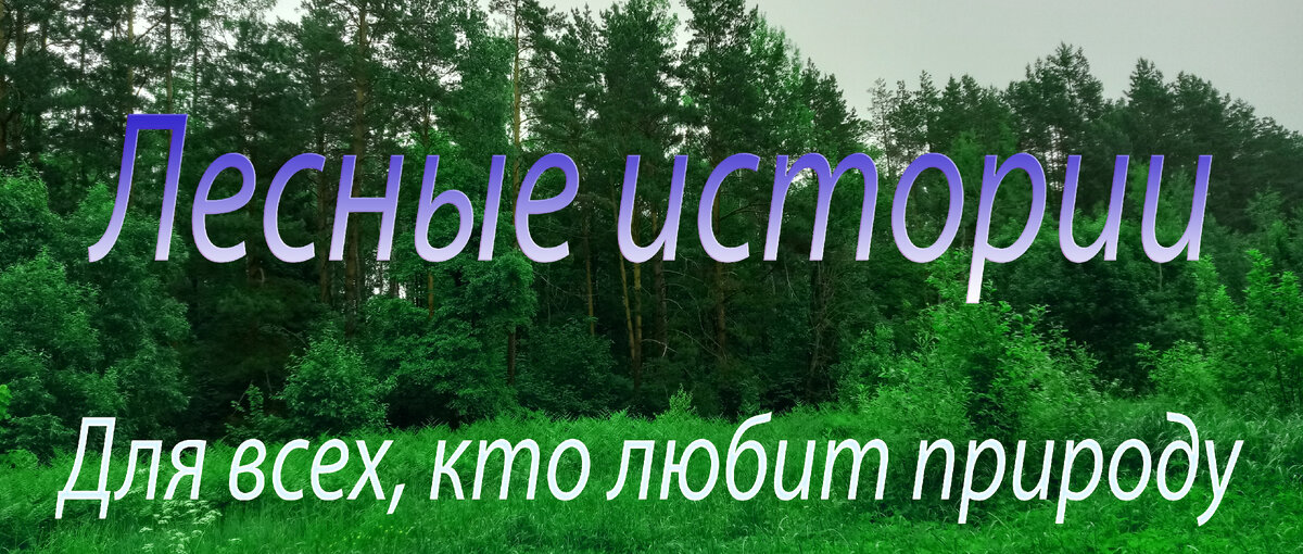 Открытие грибного сезона в Московской области. Саркосцифы и строчки ...