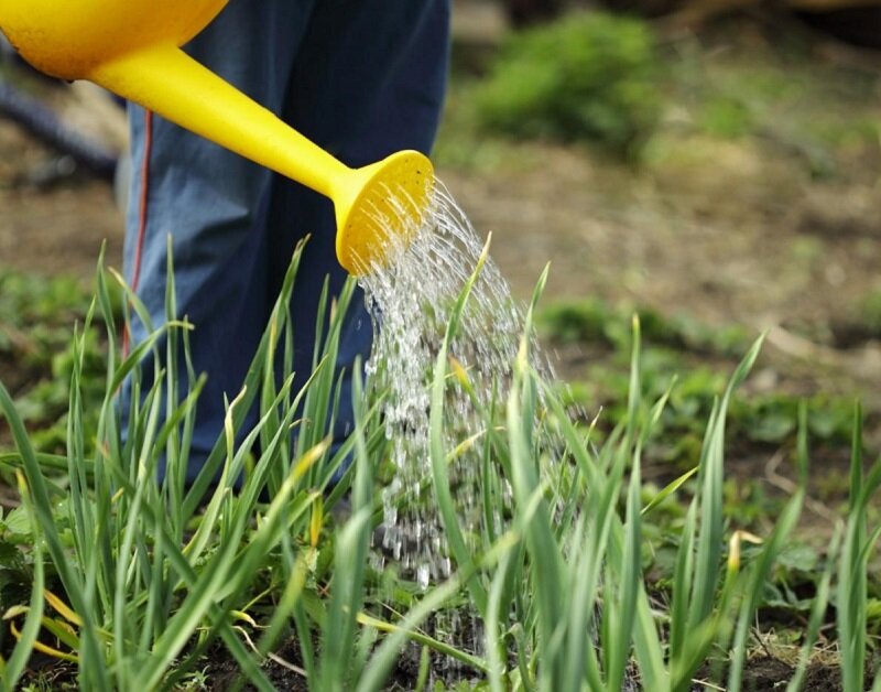 Лук нуждается в обильном поливе