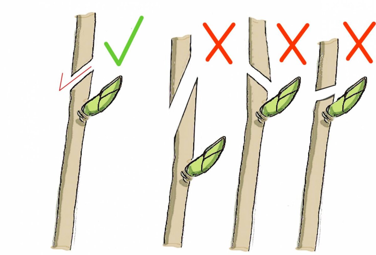 фото интернет