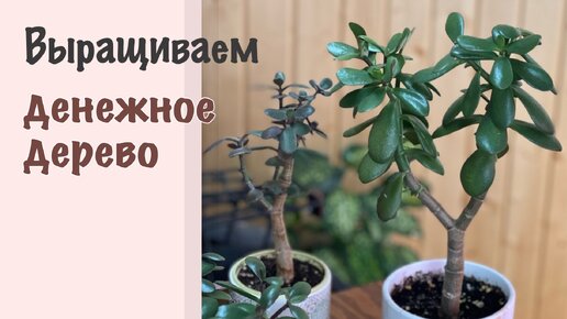 №89. Денежное дерево. 5 важных советов по выращиванию. Как вырастить красивую крассулу.