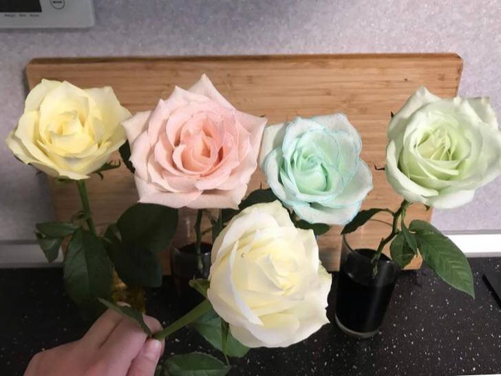 Розы через несколько часов