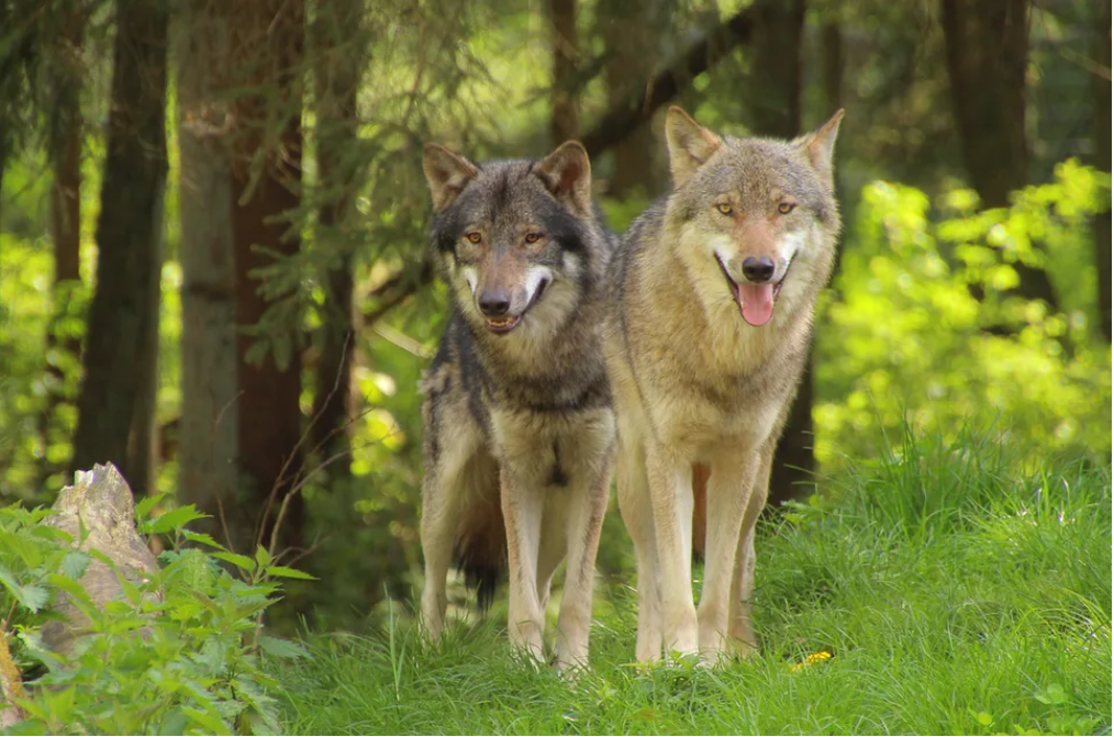 Волчок и Туман