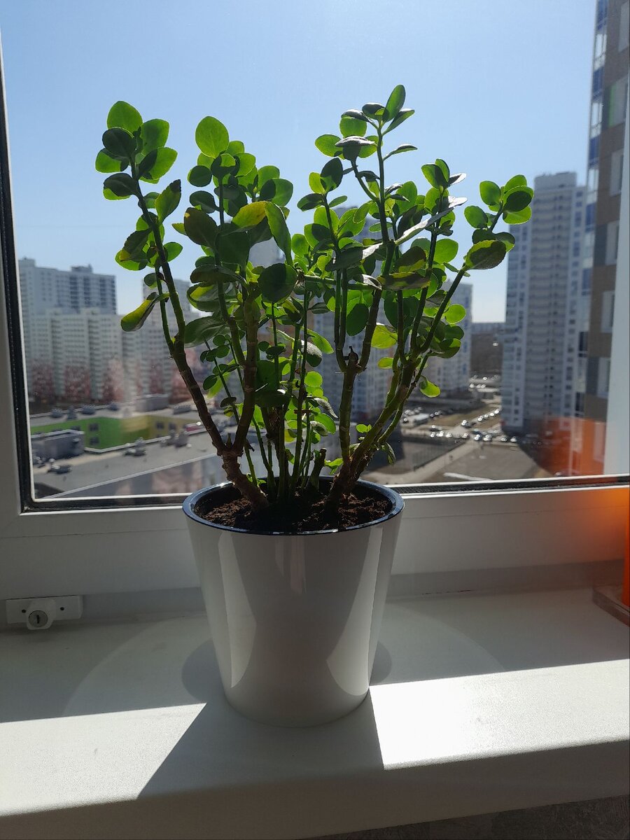 Люба сегодня 