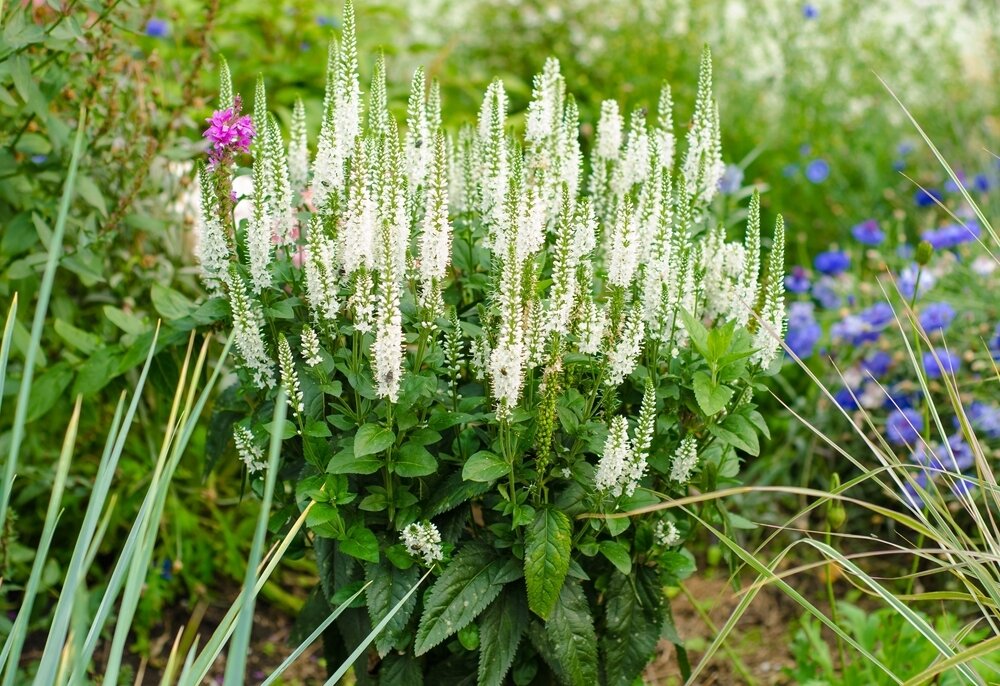    В жаркое сухое лето веронику необходимо поливать