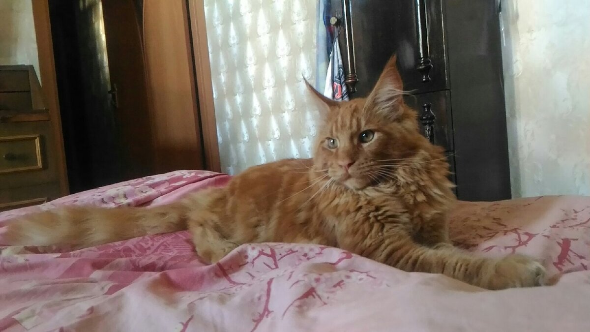 Мой красавец Курама в 6 месяцев