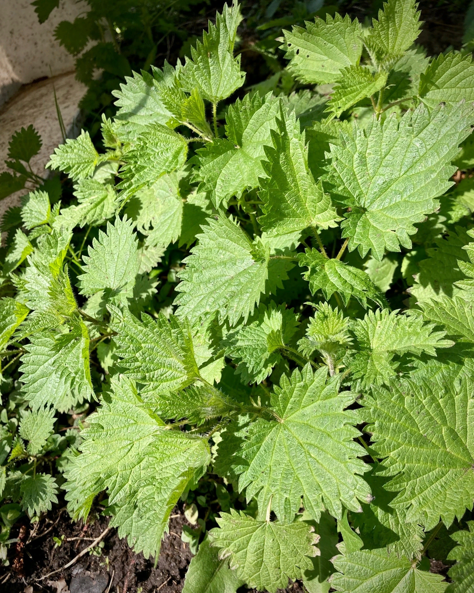 Это крапива