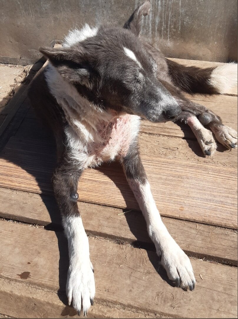 Всем привет от Дымы, ей снова очень нужна Ваша помощь в покупке корма ...