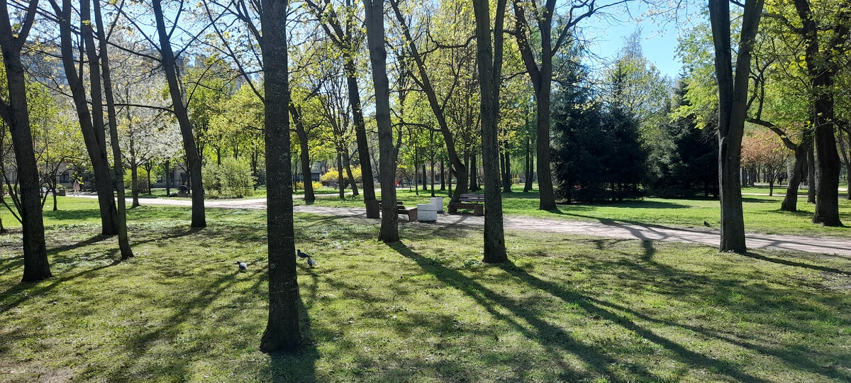 Деревья, с отходящей от них тенью