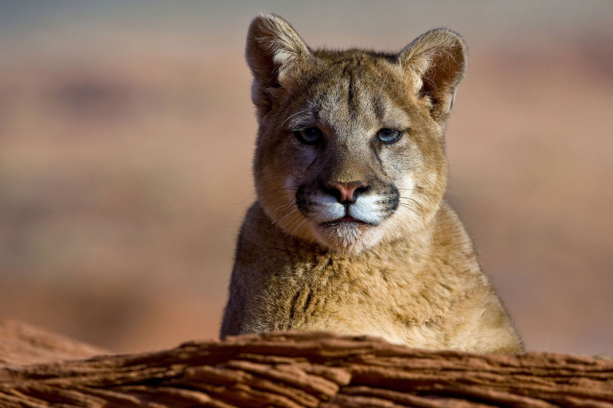 С точки зрения закона беззащитные животные оказались лишними.  Фото: Dennis Fast / ZUMAPRESS.com / globallookpress.com
