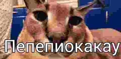 Пепепиокакау 