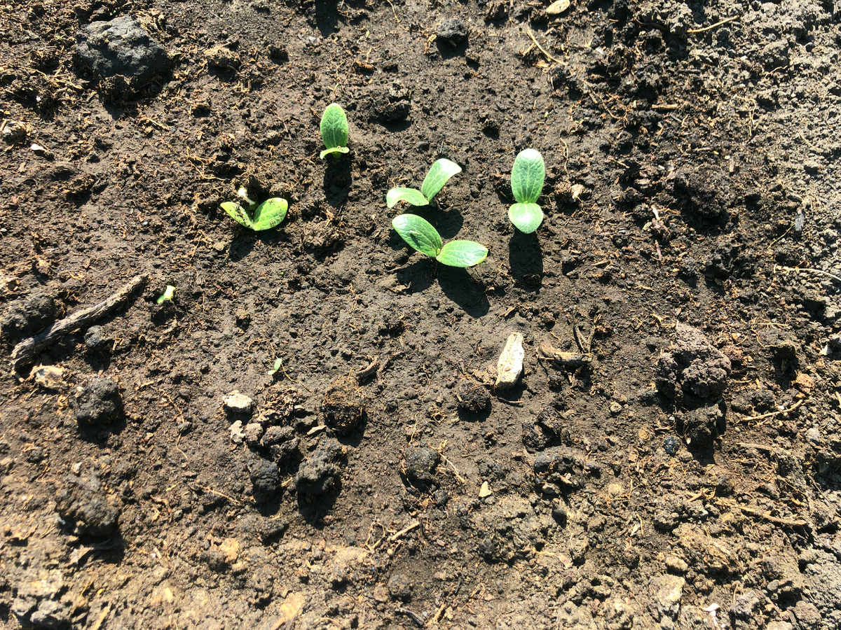 Кабачки взошли   фото автора