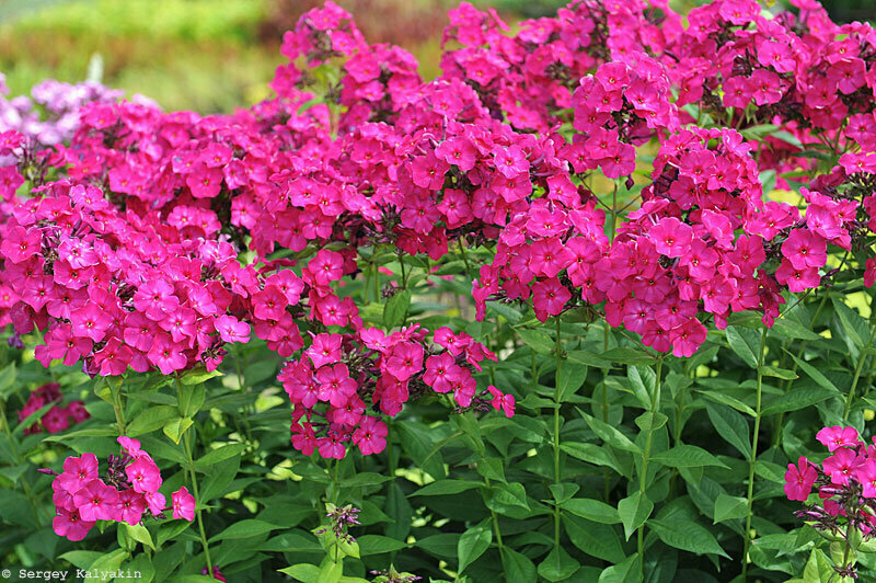 ПРОДАНО Флокс Тарас Шевченко. Е.Д. Харченко, середина 1950-х годов; цветок 3,5 см; высота 80-90 см; средний. Классика среди пурпурных сортов. Никогда не выгорает, долго цветет.