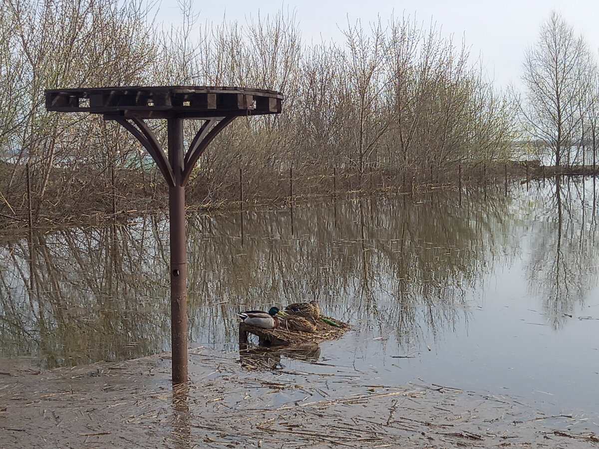 Семья из селезня и двух уток ждет спада воды