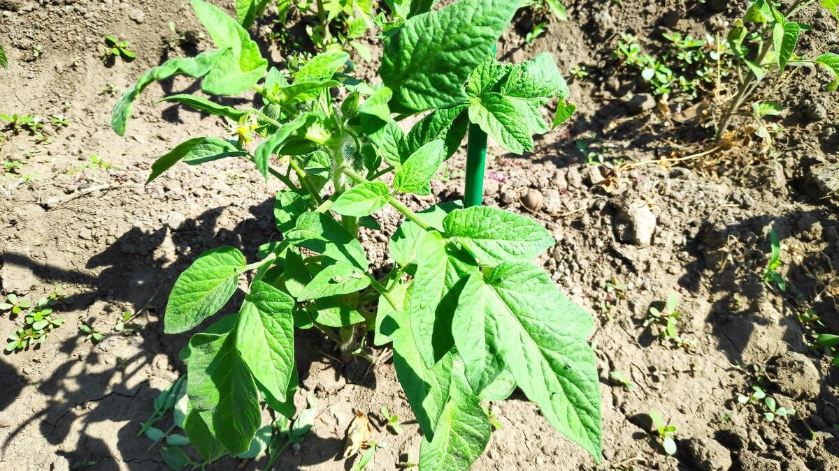 Томат с таким типом листьев