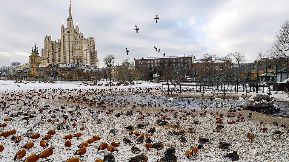 Москва: утки. Фото из Яндекс картинки