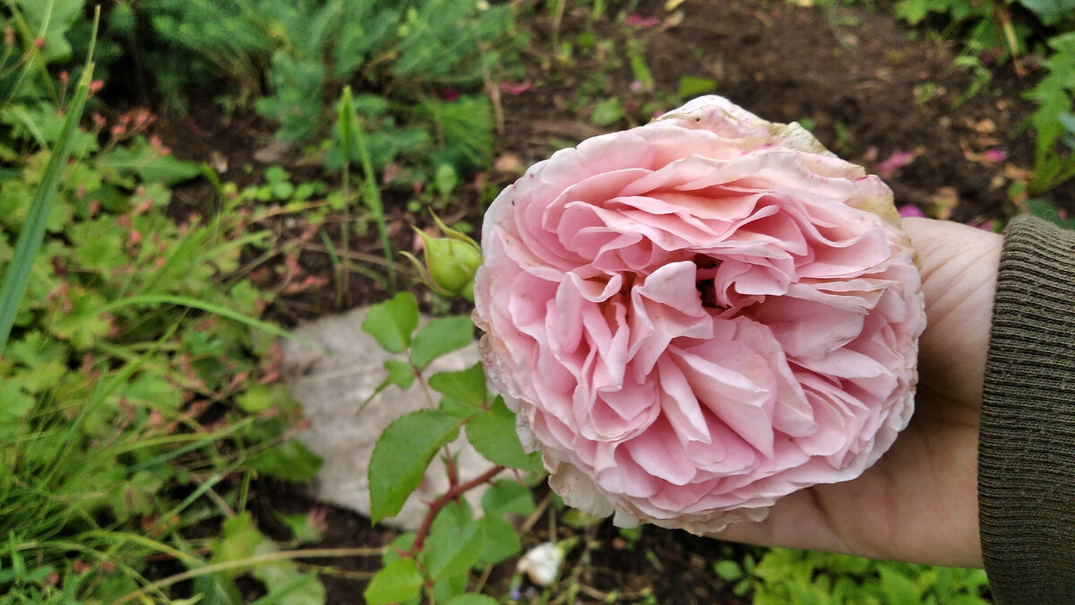 Юная розочка совсем загрустила под холодным дождём