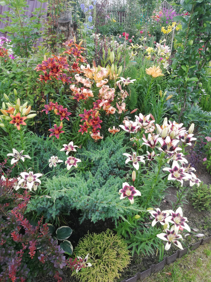 Лилейное "нашествие"